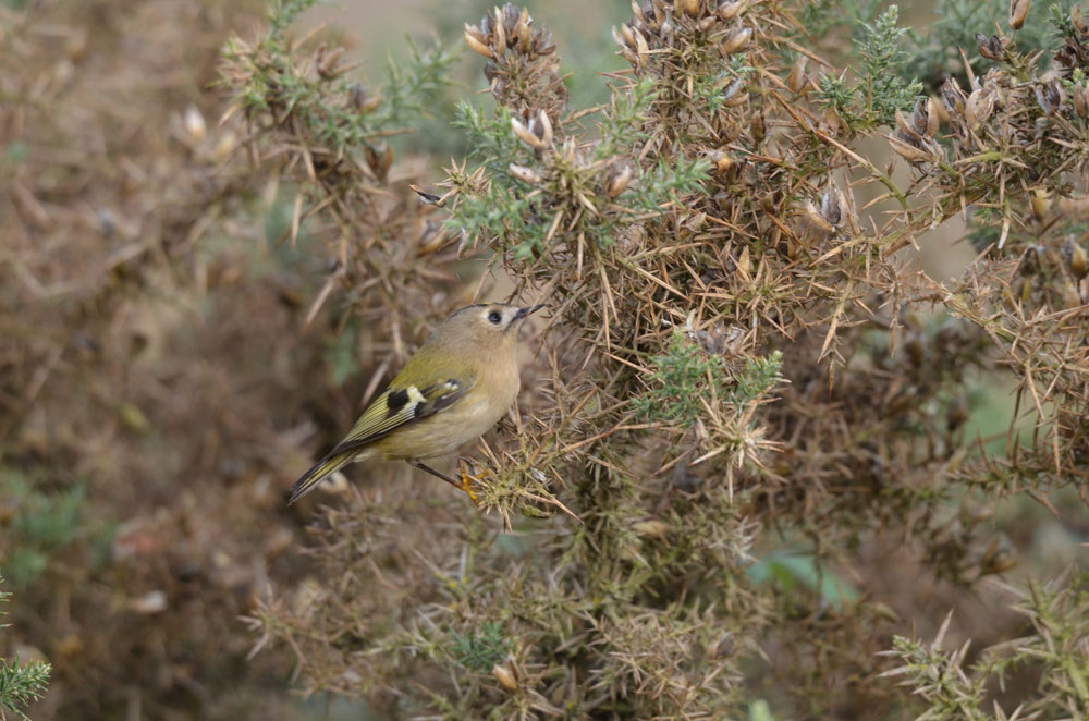 goldcrest