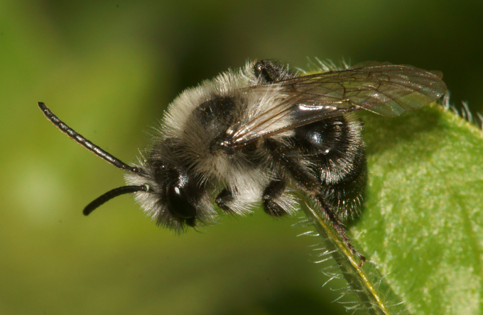 mining bee