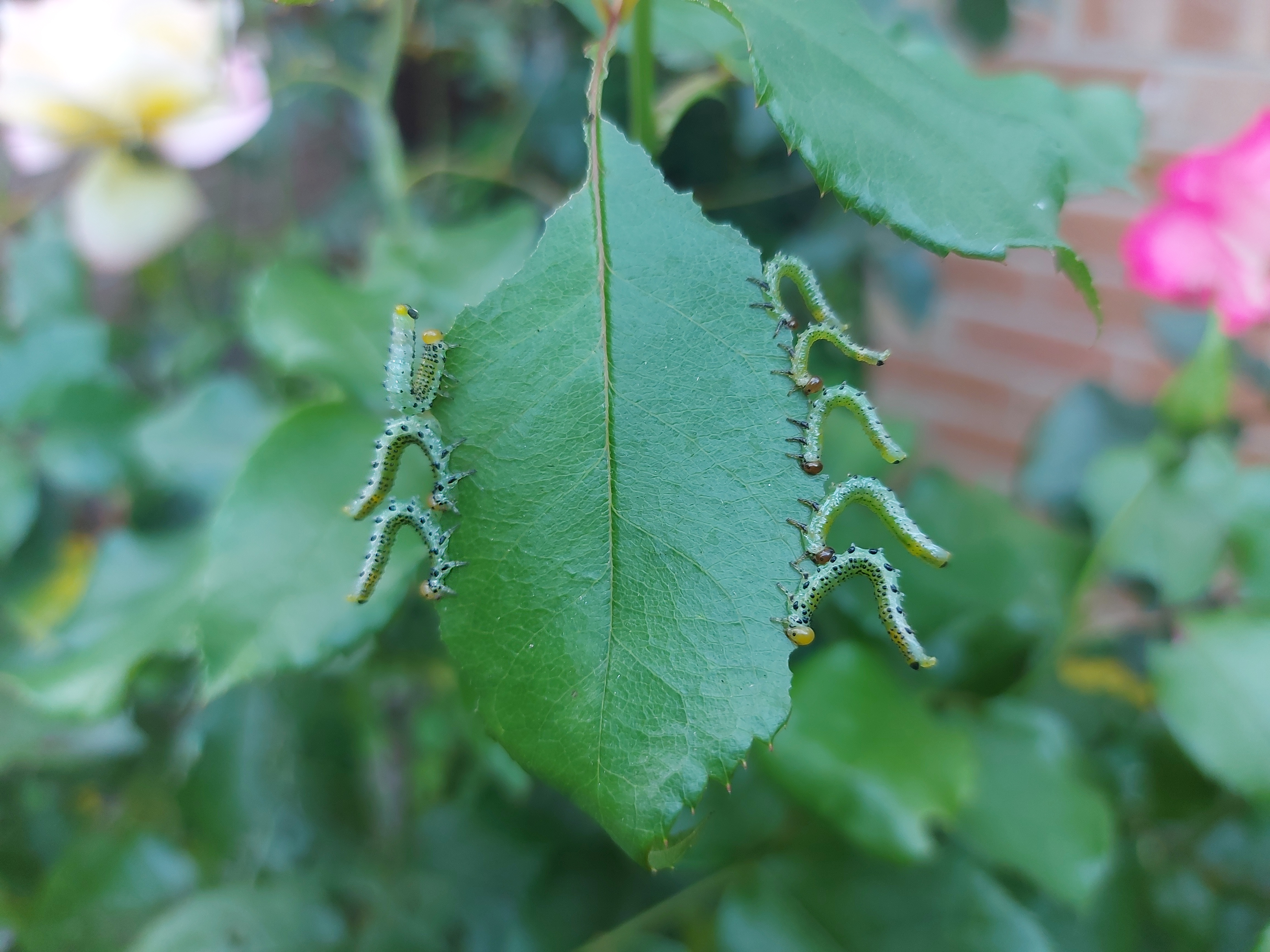 Rose sawfly larvae