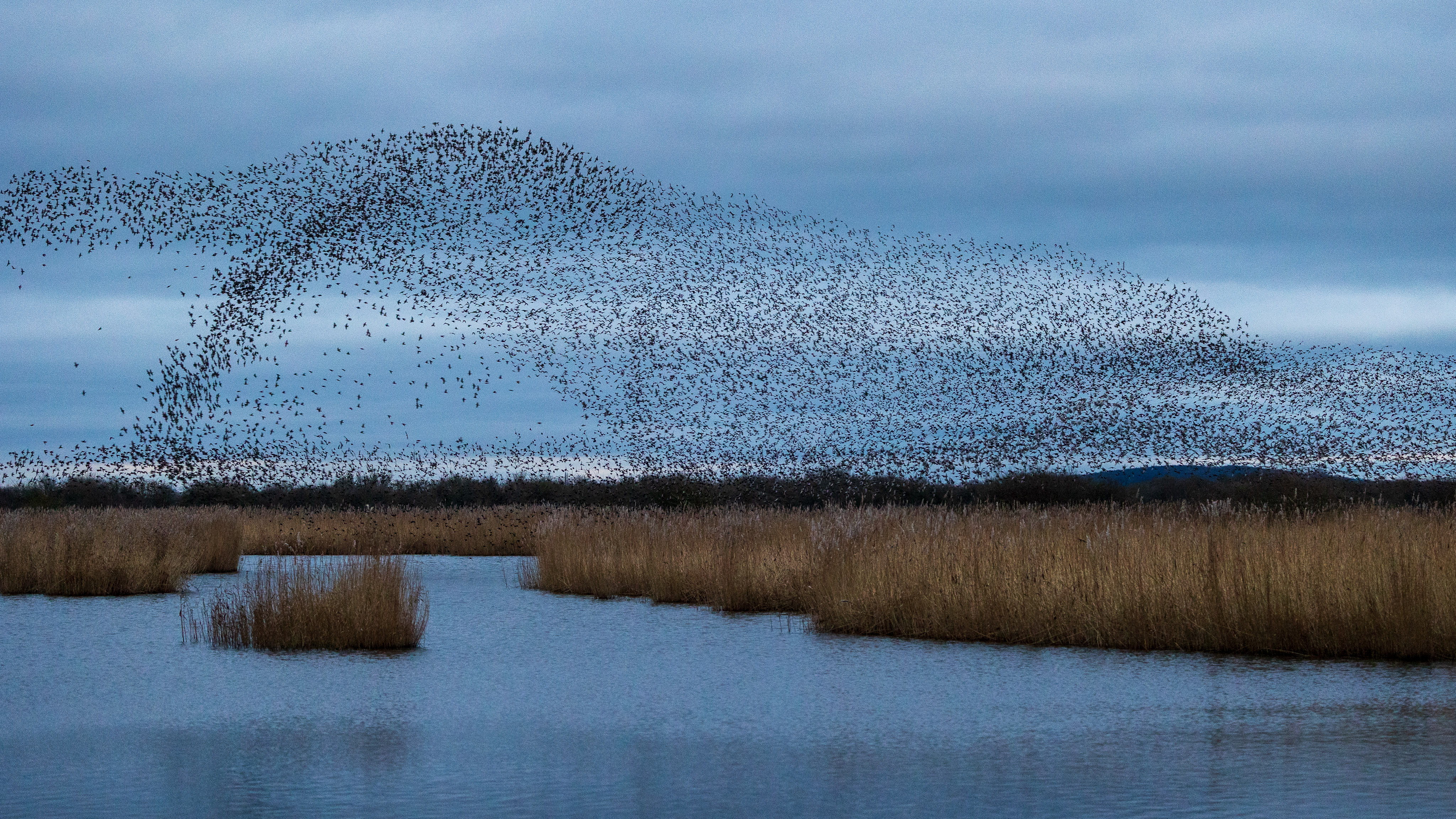 Starling murmuration