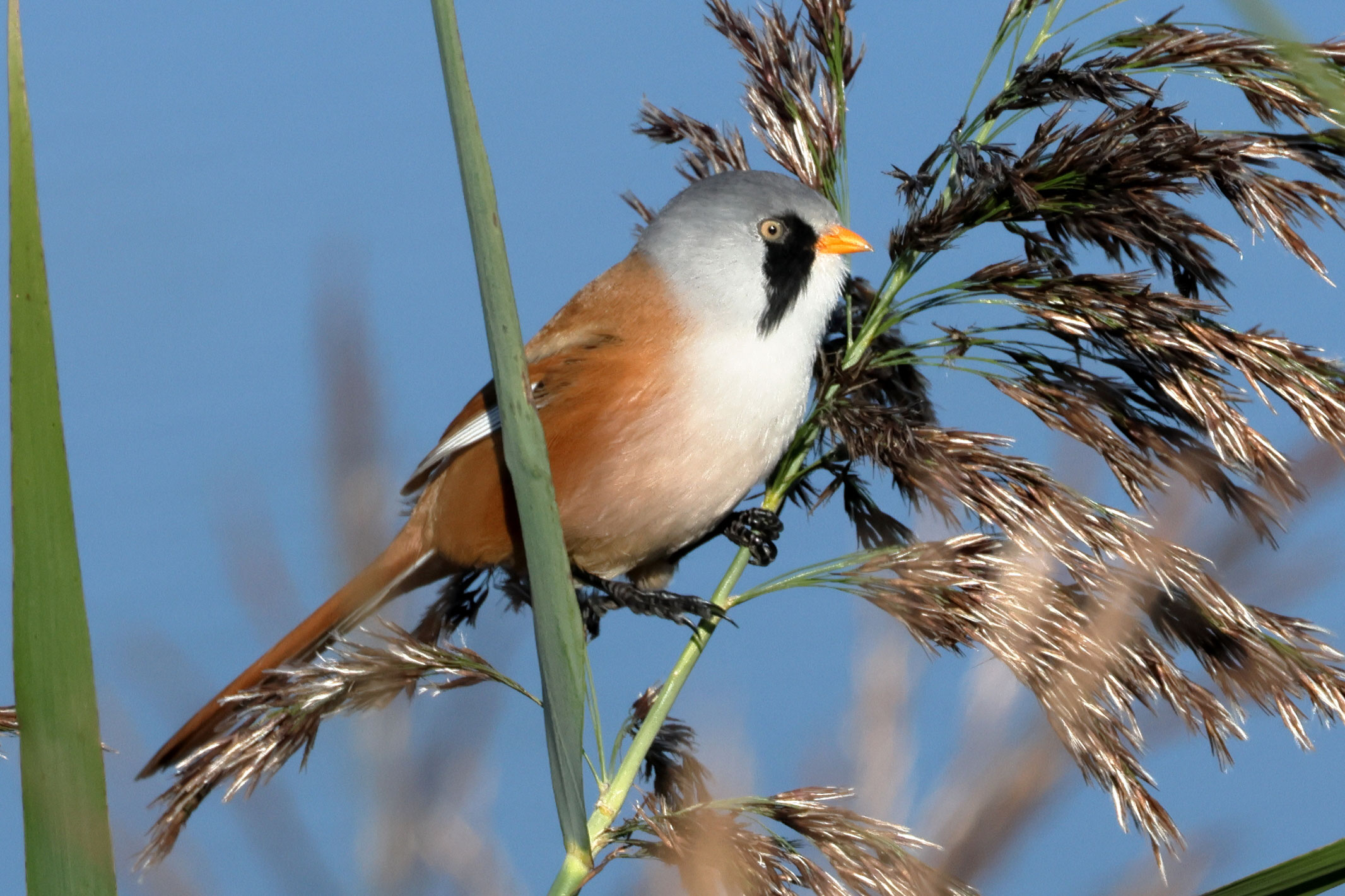 Bearded Tit