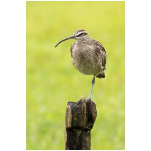 WHIMBREL